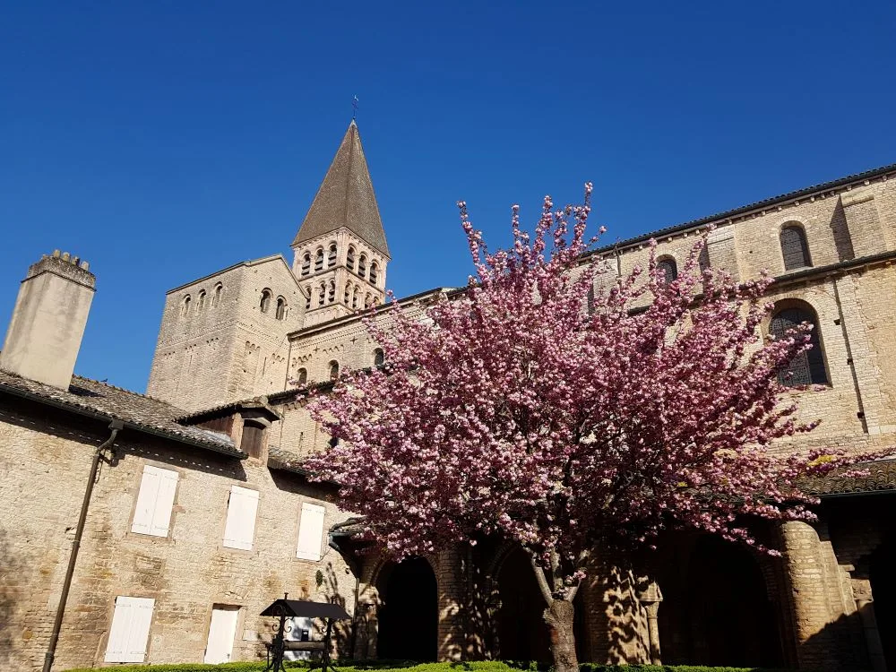 abbaye saint philibert cloitre-cerisier-fleurs