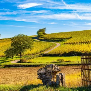 Vignoble Mâconnais en Sud Bourgogne